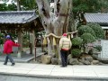 2/2 白浜神社の800年のビャクシン
