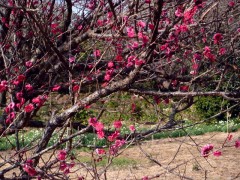 2/2　寝姿山上公園の紅梅